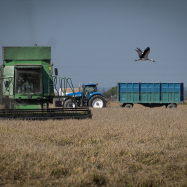 Máquinas recolectan arroz en los campos de Isla Mayor, Sevilla.